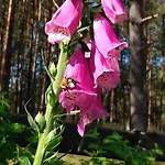 Maly Na Kaszubach Дом отдыха