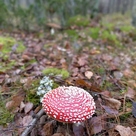 Na Kaszubach *