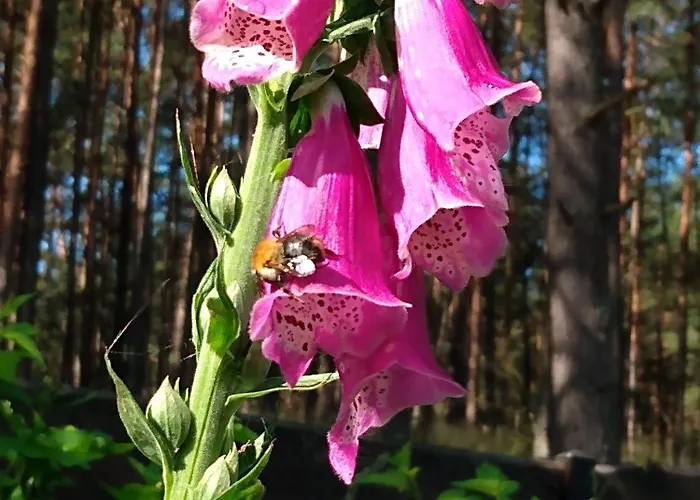 Maly Na Kaszubach Prázdninový dům